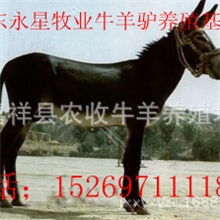 山东肉驴养殖基地出售小驴苗