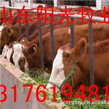 供应鲁西黄牛，波尔山羊、小尾寒羊、南江黄羊，杜波绵羊