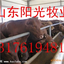 供应利木赞牛，白山羊养殖、山羊养殖技术、波尔山羊