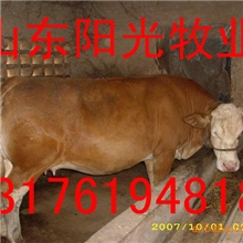供应改良育肥小公牛、鲁西黄牛、波尔山羊、西门塔尔牛、鲁西黄牛