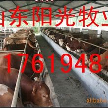 供应利木赞牛波尔山羊小尾寒羊杜泊绵羊