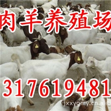 供应肉羊，波尔山羊