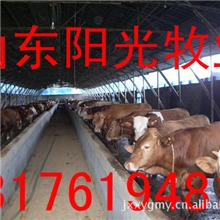 供应肉牛价格肉牛养殖肉驴价格肉驴养殖波尔山羊养殖