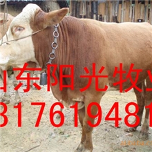 供应肉牛鲁西黄牛，波尔山羊，西门塔尔牛