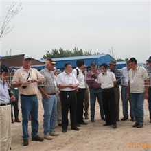 2013年肉牛价格肉牛牛犊价格小牛价格