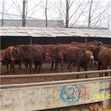 供应养殖技术技术指导员跟踪知道出售牛羊马驴