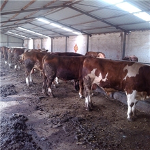 最新肉牛价格2013养肉牛哪个品种好肉牛的喂养方法