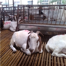 河南许昌波尔山羊养殖场漯河波尔山羊种羊场河南哪里卖小绵羊羔