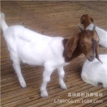 特价出售波尔山羊种公羊、羊羔、羊苗怀胎母羊波尔山羊饲料配方