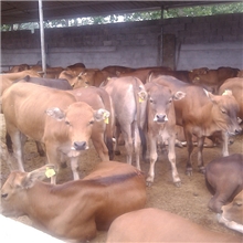 最新肉牛价格~改良肉牛新品种~鲁西黄牛、西门塔尔牛【管送货