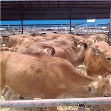 哪里有卖改良肉牛犊的~300斤改良肉牛多少钱一头