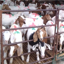 常年大量供应波尔山羊小尾寒羊