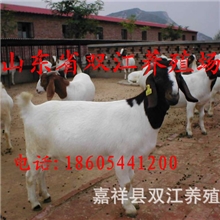 波尔山羊种羊价格,波尔山羊羔价钱是多少