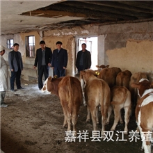 山东牛犊价格,肉牛犊价格,牛犊多少钱一头