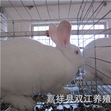 法系獭兔养殖,最好的獭兔品种,山东好种獭兔