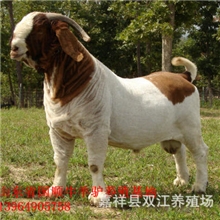 肉羊养殖方法,圈养波尔山羊,放养小尾寒羊