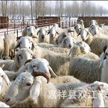 养羊赚钱吗,养殖肉羊选哪种品种