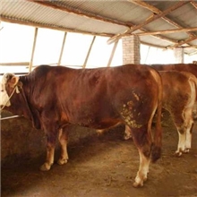 山东肉牛价格,山东肉牛犊,山东肉牛养殖场