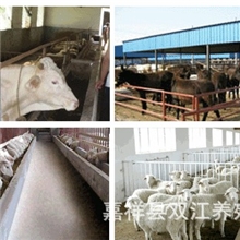 新手养殖小肉羊，要选择哪种肉羊品种