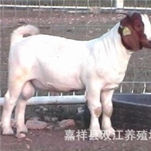 羊吃什么草料,肉羊饲料配方,科学养羊配方