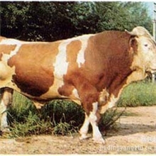 【出售肉牛】西门塔尔牛夏洛莱牛利木赞牛鲁西黄牛【肉牛】