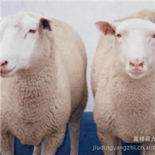 供应黑龙江小尾寒羊养殖厂品种羊小尾寒羊羊羔杜泊绵羊