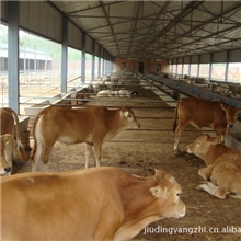 养殖利大最好的品种鲁西黄牛鲁西黄牛肉牛鲁西黄牛种牛