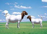 求购纯种波尔山羊波尔山羊价格山羊种羊波尔山羊种羊