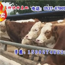 养牛犊养牛犊场养牛犊场建设正规养牛犊场