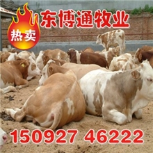 急售西门塔尔鲁西黄利木赞夏洛莱等优良牛犊量大免费运输