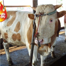 肉牛1--5代肉牛价格肉牛品种展示肉牛犊公牛犊母牛犊养牛场