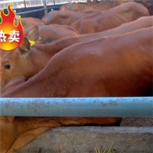 四川资阳买肉牛犊去哪里？到博通牧业选种纯度高价格低！！