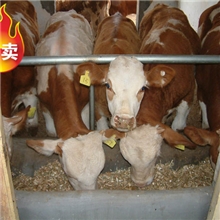 200斤左右的牛犊好养活吗？会吃草吗？