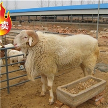 出售小尾寒羊种公羊种羊价格降降降！