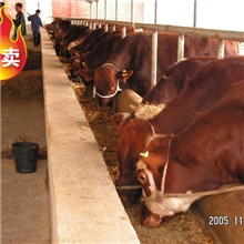 江苏南京买肉牛犊去哪里？到博通牧业选种纯度高价格低！！