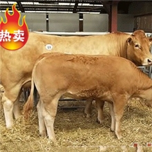 四川雅安买肉牛犊去哪里？到博通牧业选种纯度高价格低！