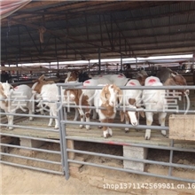 宜春哪里有卖波尔山羊的