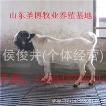 现在养殖波尔山羊价格
