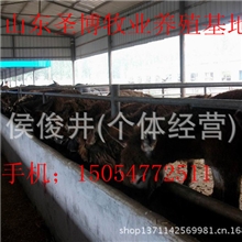 养一只肉驴赚多少钱怎样养殖肉驴才出效益