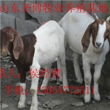 山东哪里的小尾寒羊价格低