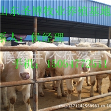 优质肉牛羊任你选满意服务再付款