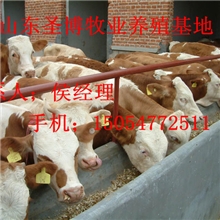 养一只西门塔尔牛的年利润是多少