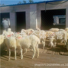 欢迎养殖客户在最佳时机买最优惠的牛羊