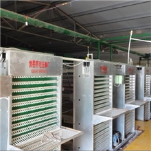 供应自动捡蛋机畜牧养殖设备