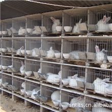供应养兔专业设备水泥兔笼