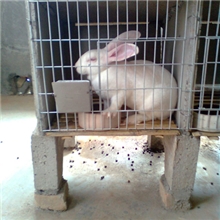 厂家生产优质水泥兔笼
