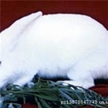 广西种兔新西兰纯种兔价格种兔单位