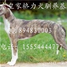 出售：纯种格力犬惠比特斗狗灵缇犬价格皇家猎犬驯养基地