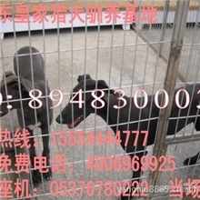 出售格力犬价格【皇家格力犬养殖场】