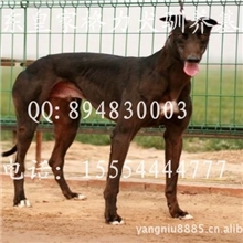 常年供应：赛道格力犬猎兔格力犬及幼犬